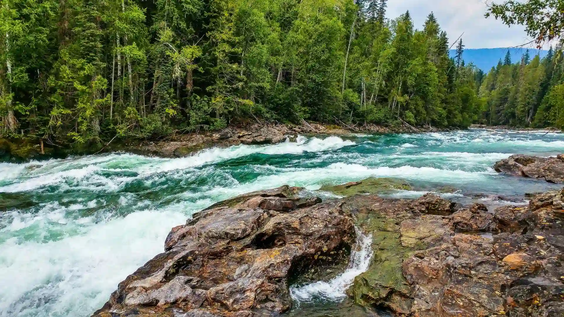 Strong water current of river next to a forest.