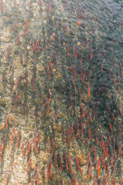 Salmon swimming in clear water